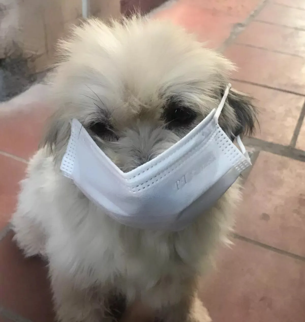 Even the dog is staying safe